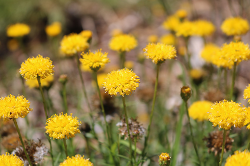 Apcc12 Flagship Threatened Plants From The Act Region Australian Network For Plant Conservation